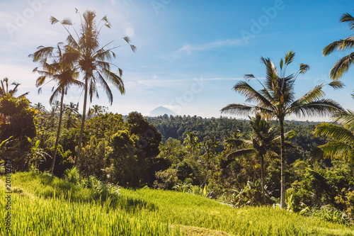 Rise terraces with tropical coconut palms in Bali and volcano at background