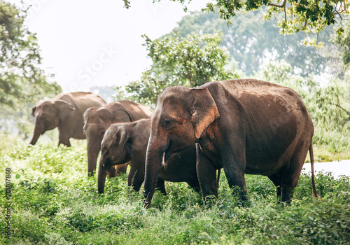 Elefants family near the pond in national nature park Udawalawe  Sri Lanka