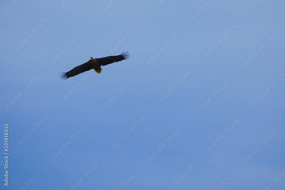 A sea eagle flying with sky in the background. A sea eagle flying with sky in the background.