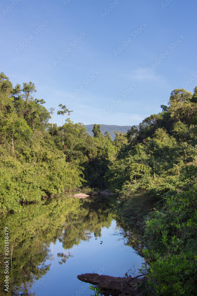 forest and lake in summer and blue sky background forest and lake in summer and blue sky background