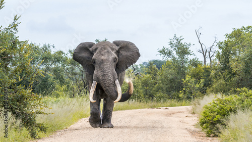 African bush elephant in Kruger National park  South Africa