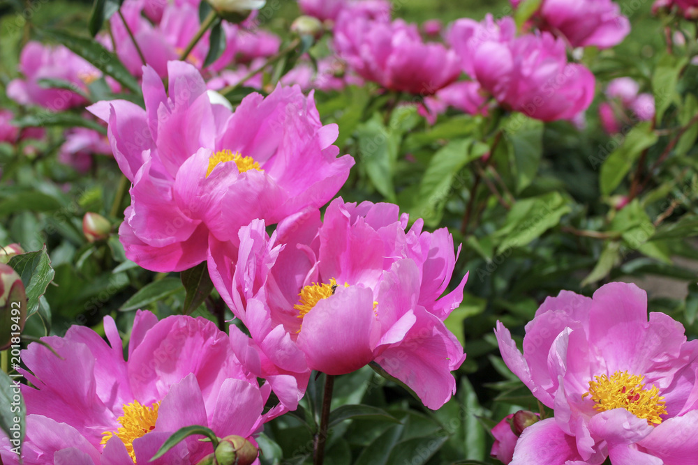 flowers flowers