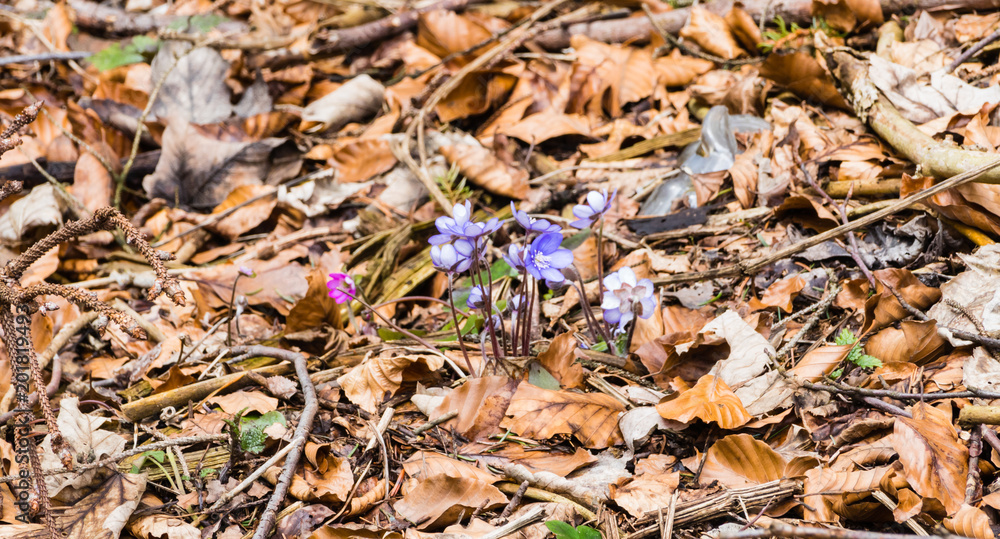 Leberblümchen Laub Leberblümchen Laub