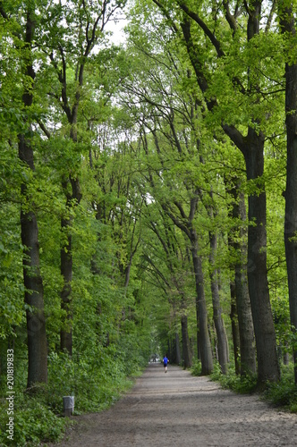 Historische Allee im Forstwald (Krefeld am Niederrhein) photo