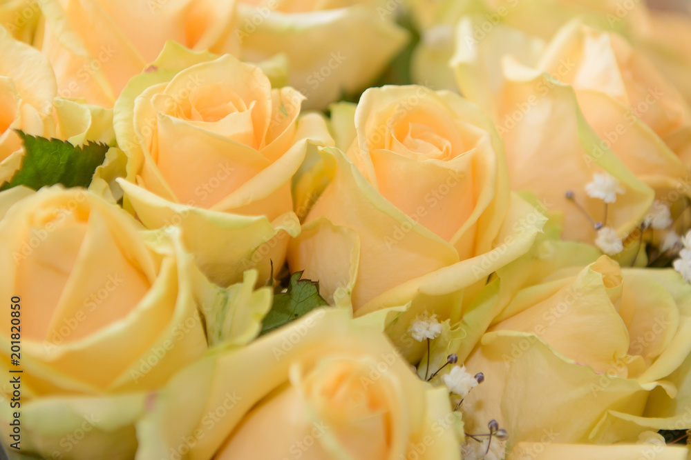 Yellow roses close. Noble luxury flowers for gift. Yellow roses close. Noble luxury flowers for gift.