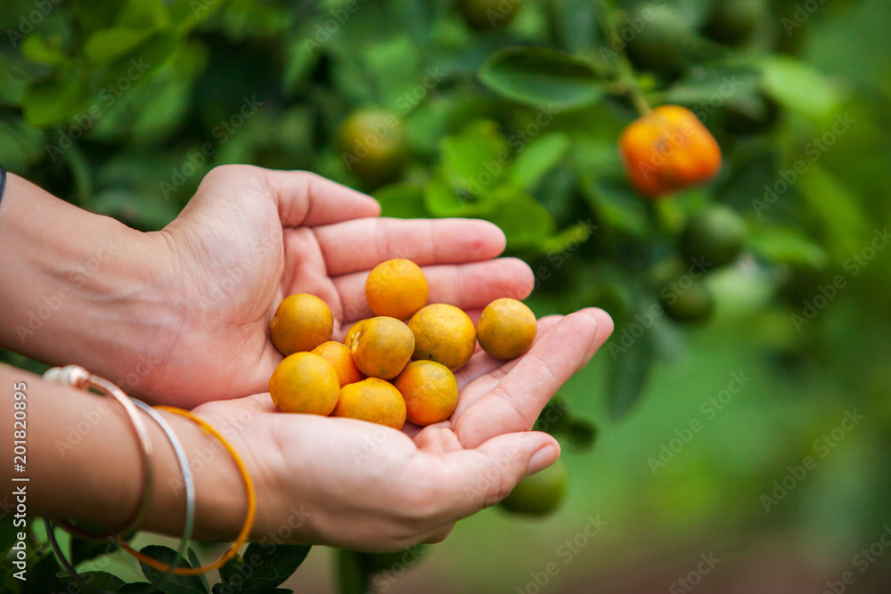 Female gardener holding handfuls of ripe kumquat on kumquat tree. Female gardener holding handfuls of ripe kumquat on kumquat tree.