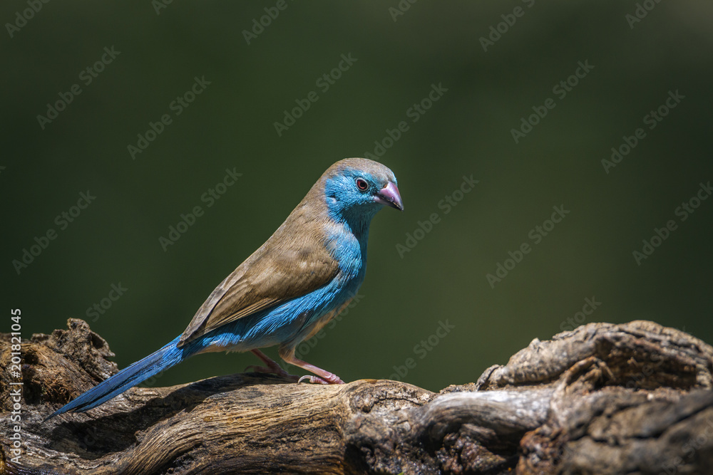 Blue-breasted Cordonbleu in Mapungubwe National park, South Africa Blue-breasted Cordonbleu in Mapungubwe National park, South Africa