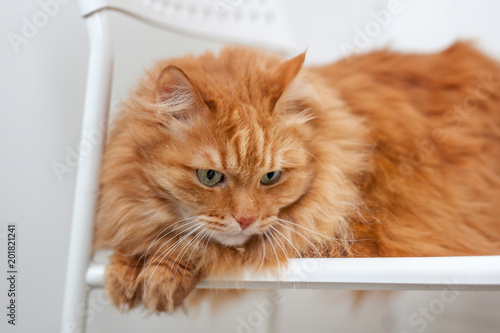 Fototapeta Naklejka Na Ścianę i Meble -  portrait of a fluffy red cat with green eyes sitting on a chair