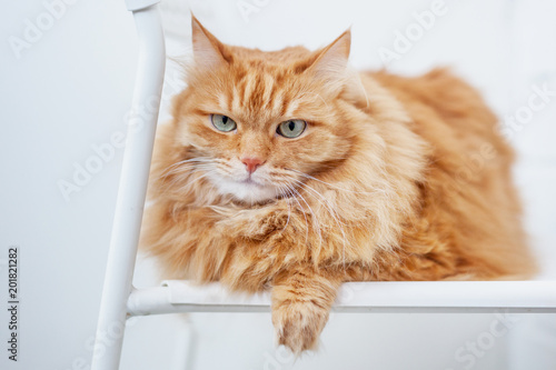 portrait of a fluffy red cat with green eyes sitting on a chair