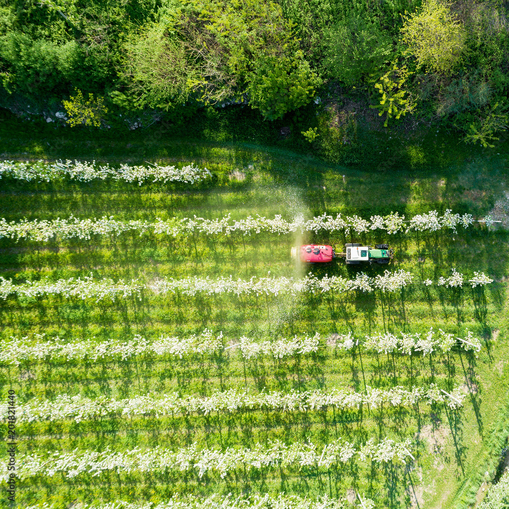 Obraz premium Valtellina (IT) - Meleti in fiore in zona Chiuro - Ponte in Valtellina - Trattamento fitosanitario