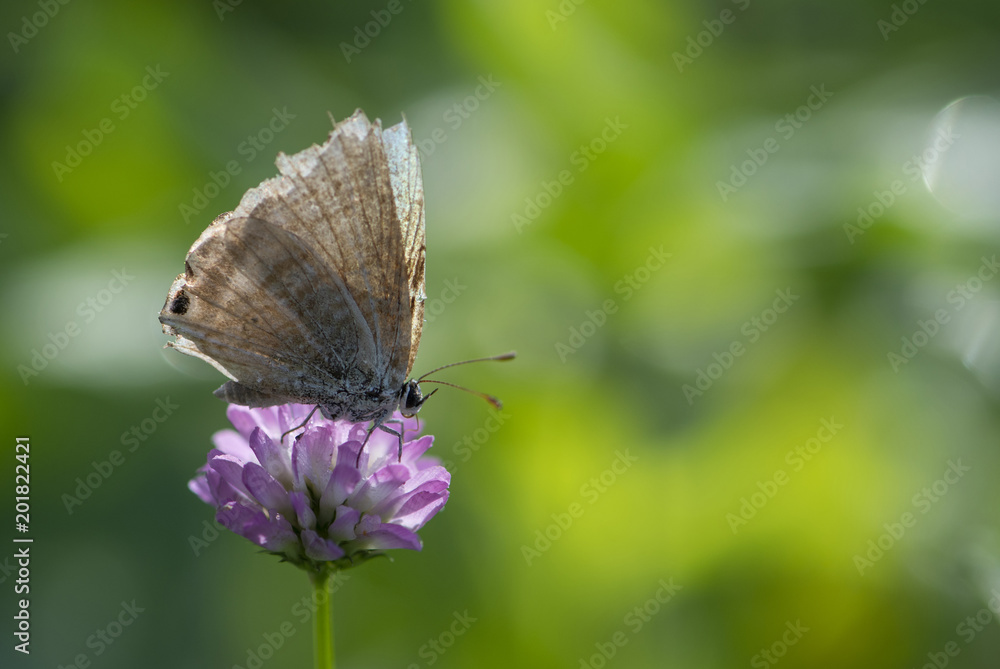 Obraz premium Lampides boeticus