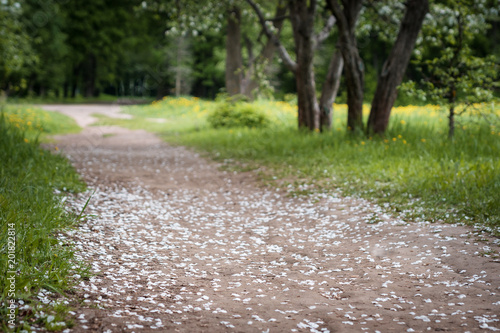 the path is strewn with fallen flower petals in the Apple alley