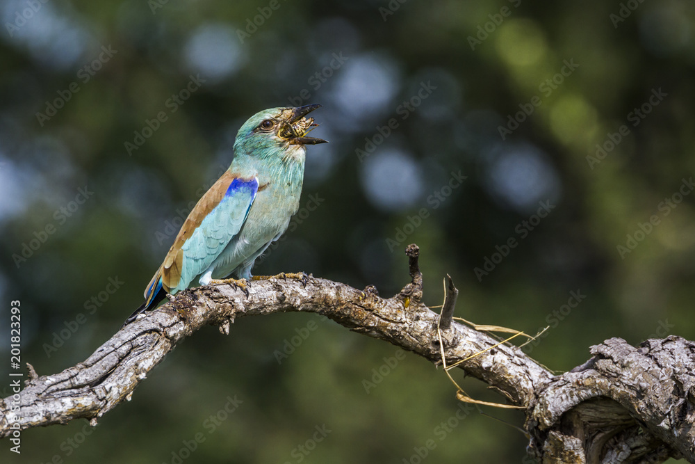 European Roller in Mapungubwe National park, South Africa European Roller in Mapungubwe National park, South Africa