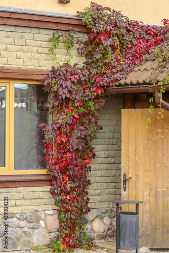 The entrance to the house is covered with red decorative grapes of autumn.