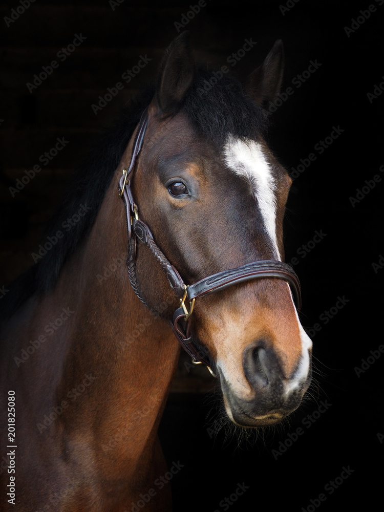Horse Headshot Horse Headshot