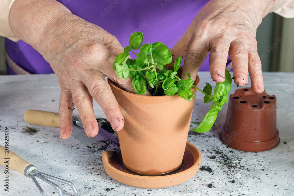 old lady puts flowers in the new pots, home gardening scene