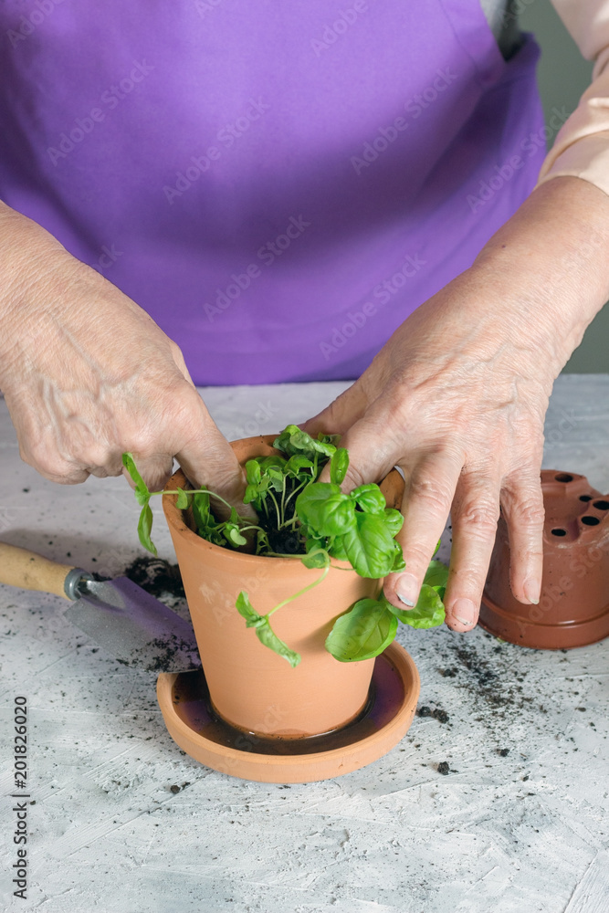 old lady puts flowers in the new pots, home gardening scene