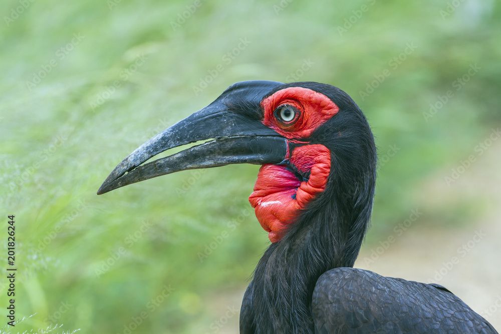 Southern Ground Hornbill in Kruger National park, South Africa Southern Ground Hornbill in Kruger National park, South Africa