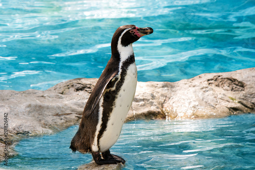 funny penguin standing at the water