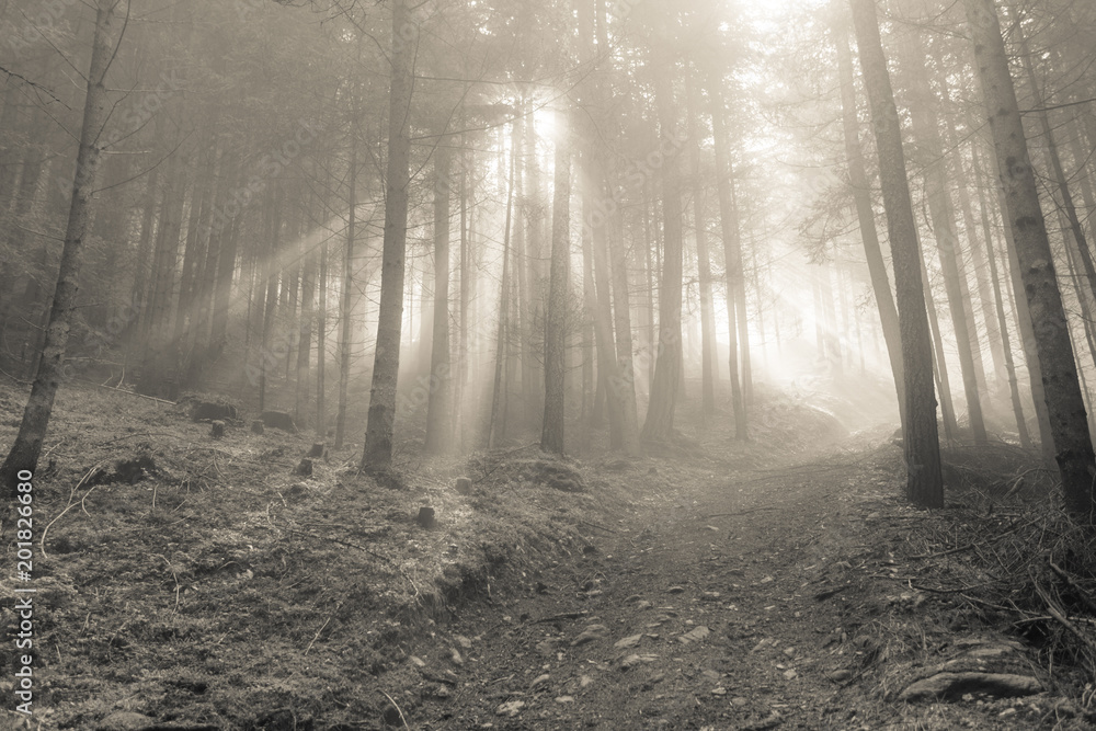 Naklejka premium the sun inside a woods in a foggy day