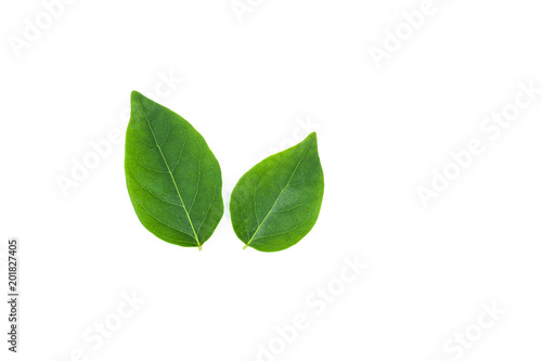 flat lay of green leaf isolated on white background