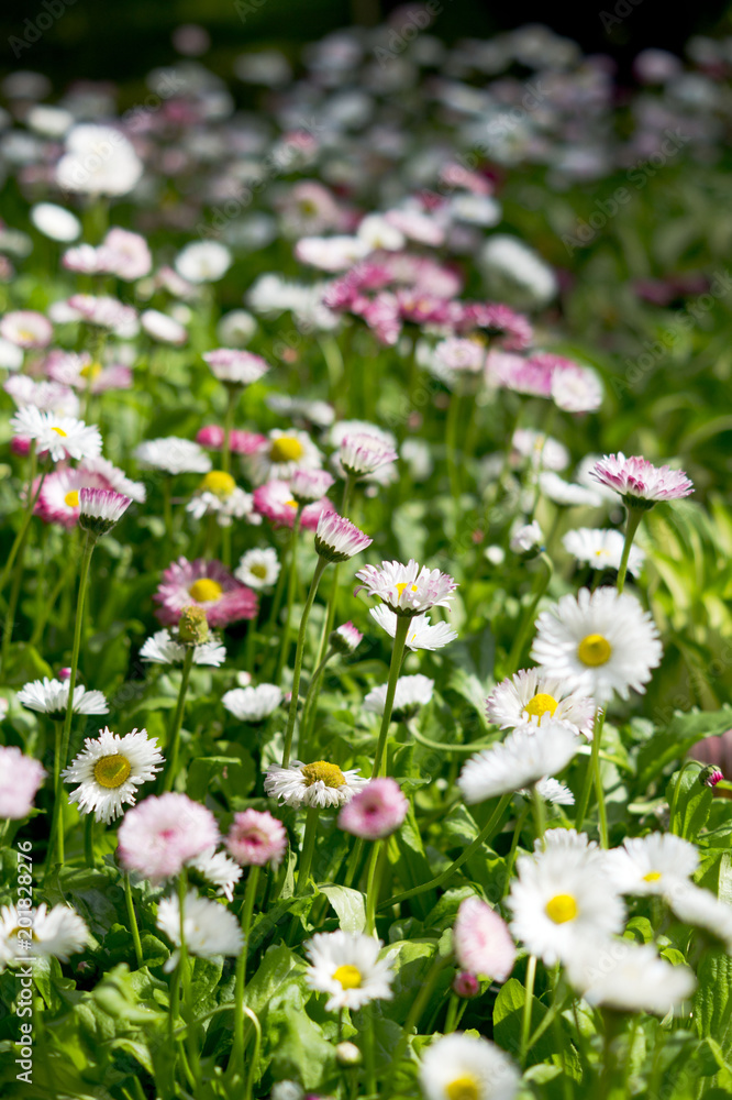 daisies daisies