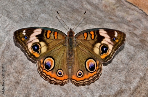 Canvas Print Common Buckeye Butterfly (Junonia coenia) at rest on the ground on a piece of discarded paper with its wings open
