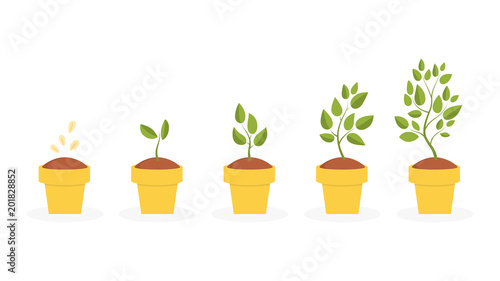 Plant life cycle.