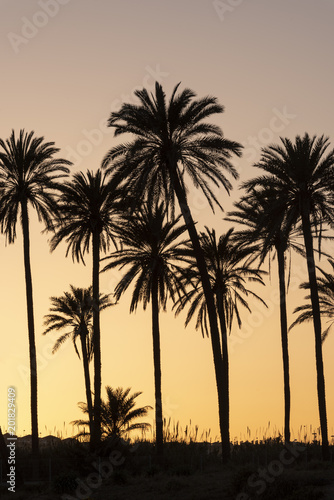 Sunset with palm tree grove silhouetted  blue sky with golden sun Cala ferris  Torrevieja Costa Blanca  Spain