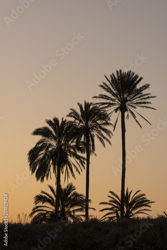 Sunset with palm tree grove silhouetted, blue sky with golden sun,Cala ferris, Torrevieja,Costa Blanca, Spain