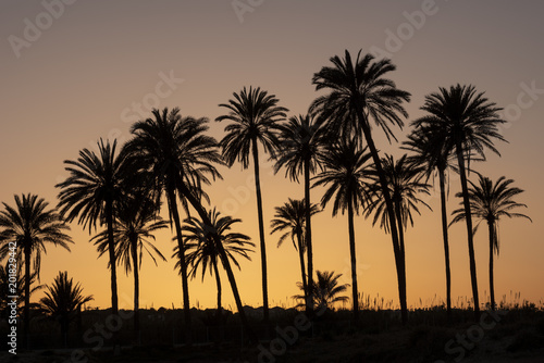 Sunset with palm tree grove silhouetted, blue sky with golden sun,Cala ferris, Torrevieja,Costa Blanca, Spain