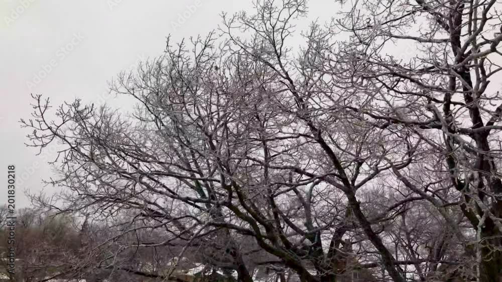 A windy ice storm frantically blows ice covered trees. Daytime in an suburban neighbourhood. A windy ice storm frantically blows ice covered trees. Daytime in an suburban neighbourhood.