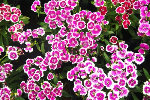 Background of pink Dianthus chinensis flower is species of Dianthus native. © topten22photo