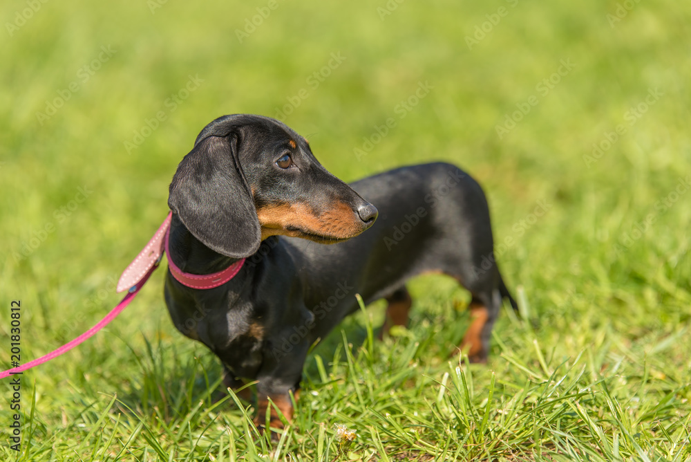 Dachshund dog in the park