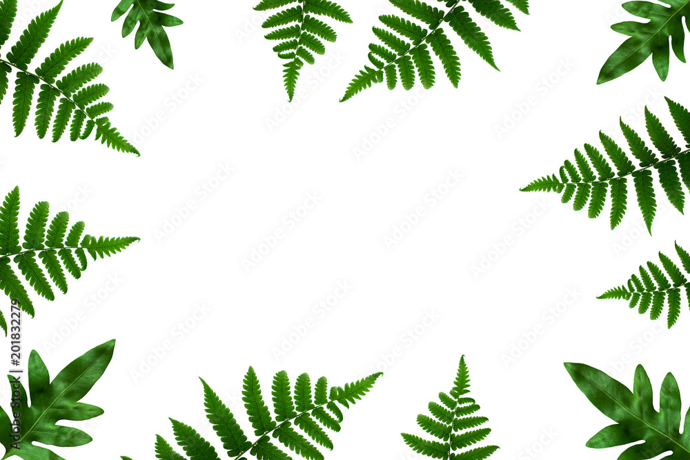 Tropical green leaf frame on white background