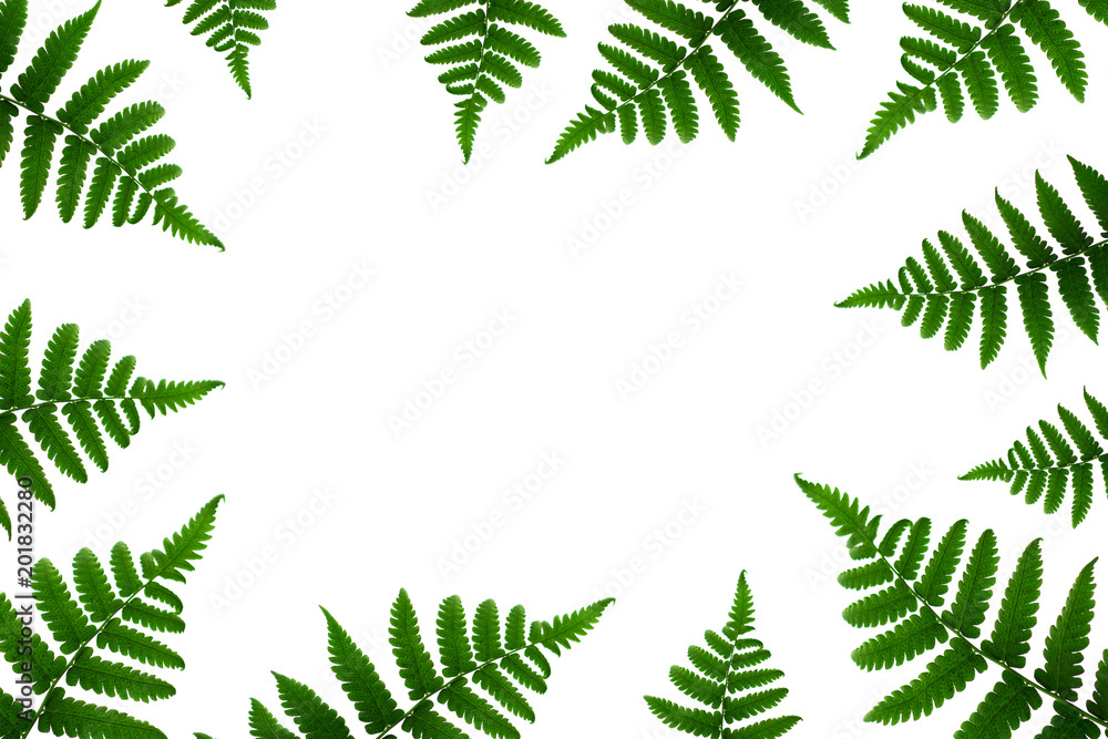 Tropical green leaf frame on white background Tropical green leaf frame on white background