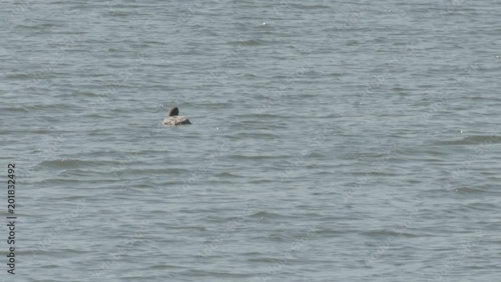 a cormorant in a lake a cormorant in a lake