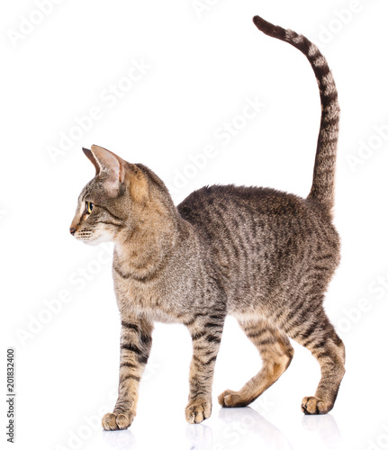 Fototapeta Naklejka Na Ścianę i Meble -  Animal, cat, pet concept - Serengeti cat