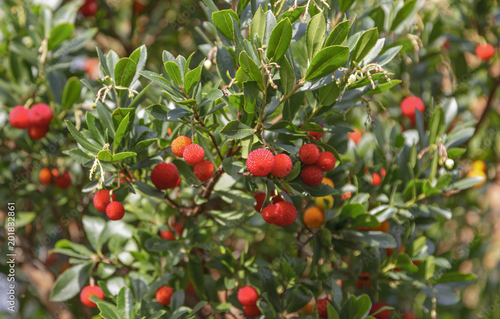 Erdbeerbaum (Arbutus)