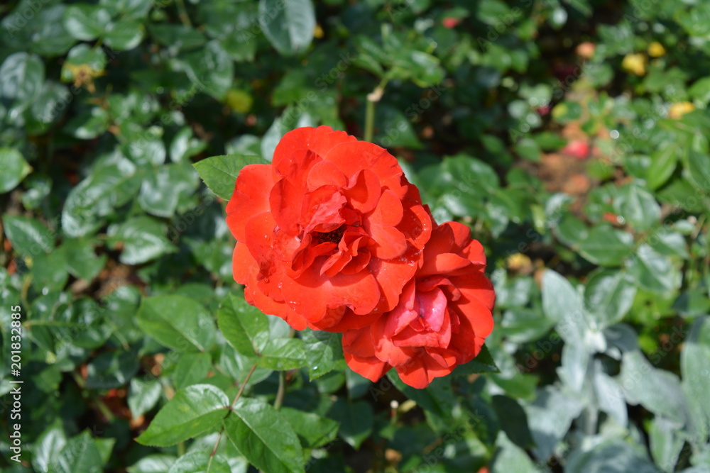 Two red roses in the garden