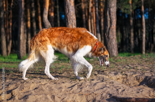Canvas-taulu Russian Wolfhound Dog, Borzoi walk, Sighthound, Russkaya Psovaya Borzaya, Psovi