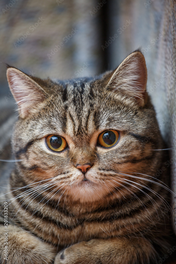 Kitten portrait of Scottish cat