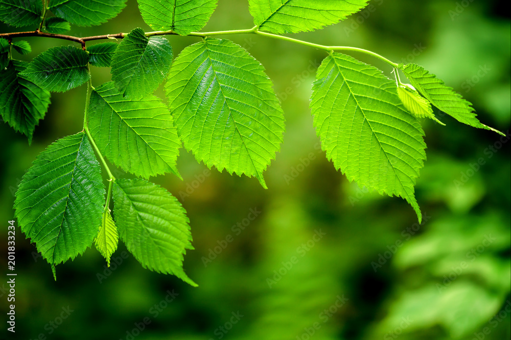 leaf on a tree in the forest. nature green wood sunlight backgrounds. leaf on a tree in the forest. nature green wood sunlight backgrounds.