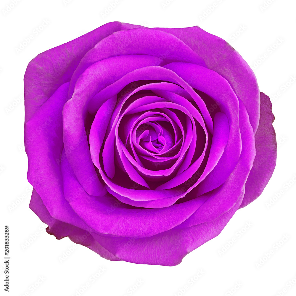 Flower lilac rose isolated on white background. Close-up. Element of design. Flower lilac rose isolated on white background. Close-up. Element of design.