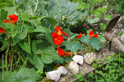 Wallpaper Mural association de culture au potager - haricots et capucines Torontodigital.ca