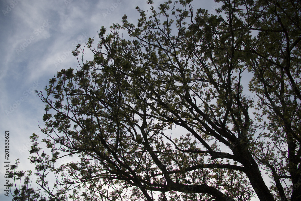 Old oak tree with the branches reaching the sky on a sunny day with green leaves in summer Old oak tree with the branches reaching the sky on a sunny day with green leaves in summer