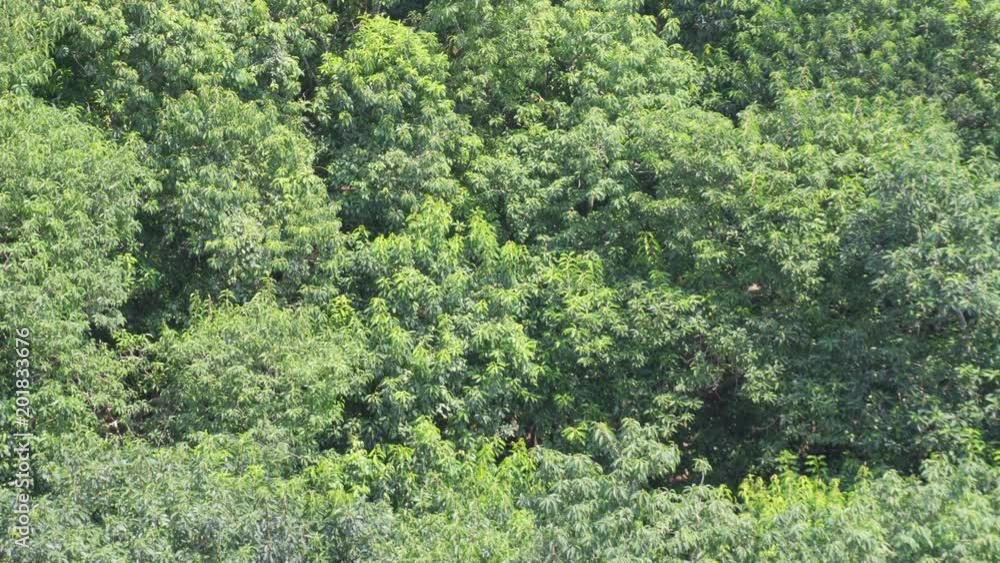 Top view of mangrove forest. Green trees swaying in wind Top view of mangrove forest. Green trees swaying in wind