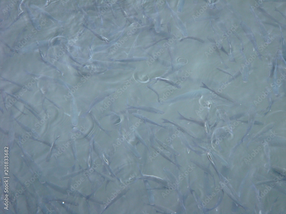 Obraz premium Agadir - Morocco