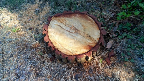Tronco di pino tagliato
