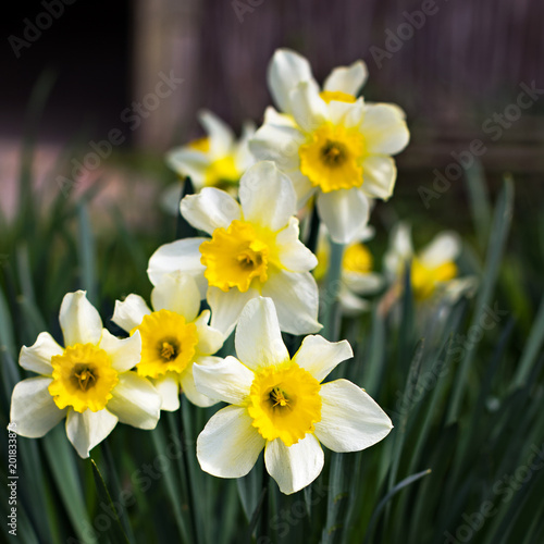 Fototapeta Naklejka Na Ścianę i Meble -  Flowers of the daffodils in the spring.